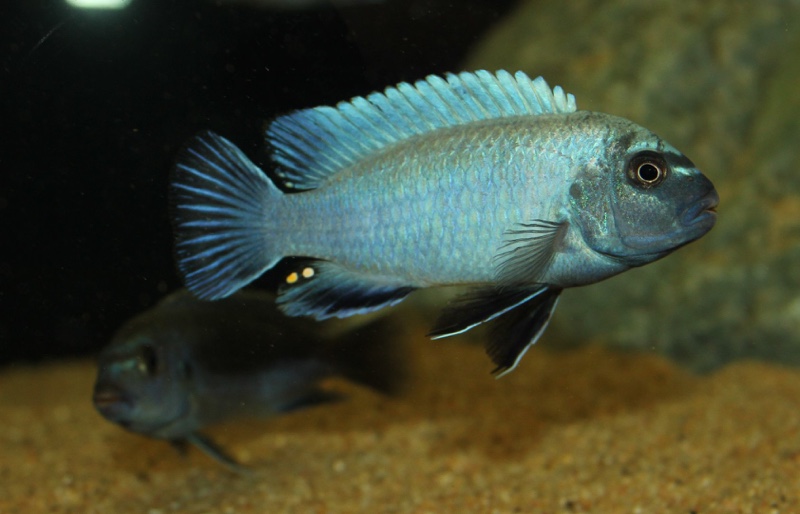 Pseudotropheus sp. 'polit' Lion's Cove